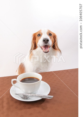 Kooikerhondje laughing with coffee on the table 106405707