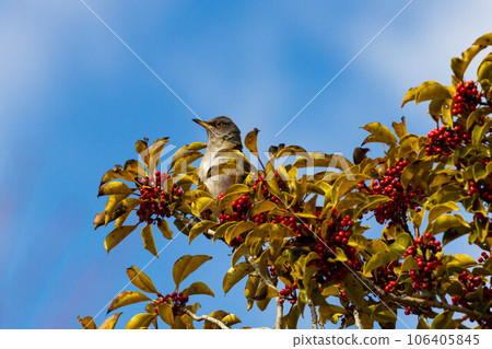 EOSR. 廣島尾道，一種不只躲在樹上的中型鳥。 106405845