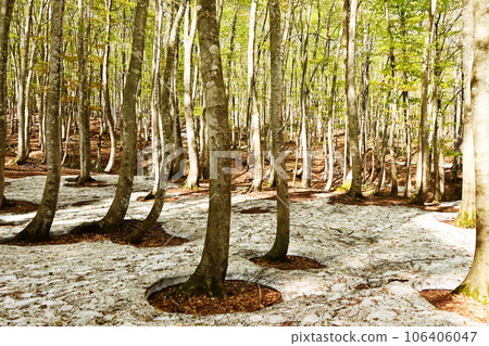 Scenery of spring beech forest, root opening of melting snow, root opening of beech tree, remaining snow forest, arrival of spring, natural phenomenon 106406047