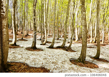 Scenery of spring beech forest, root opening of melting snow, root opening of beech tree, remaining snow forest, arrival of spring, natural phenomenon 106406048