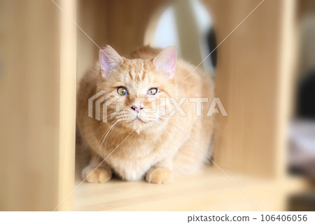 可愛的貓咪，救助了流浪貓 106406056