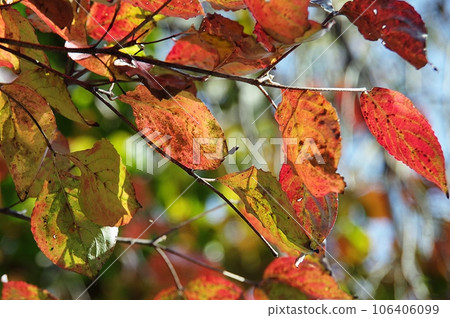 秋天的櫻花葉 106406099