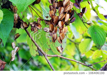 死花 死花 106406100