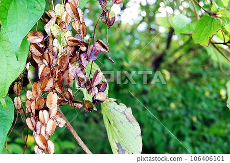 秋天的野山藥花 106406101