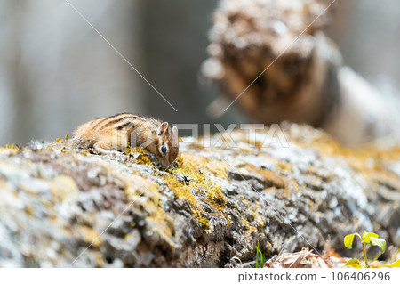 Ezo chipmunk searching for food while sniffing on a fallen tree 106406296