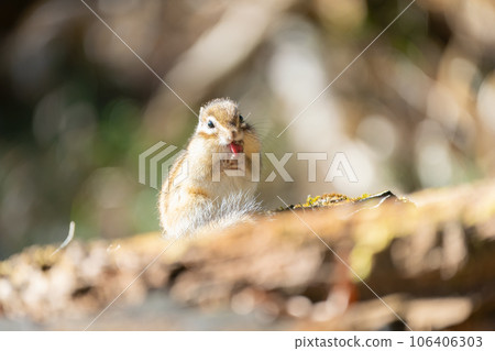 Ezo chipmunk sticking out its tongue on a fallen tree in the morning sun 106406303