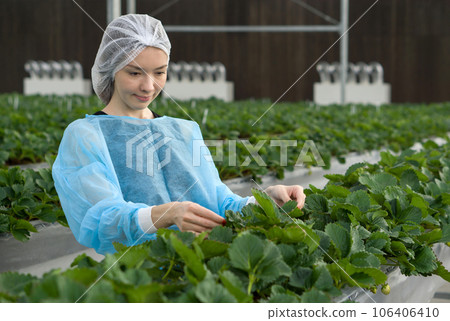 Indoor agriculture, berry harvest. A diligent woman working in indoor strawberries farm amidst the lush greenery of a greenhouse. 106406410