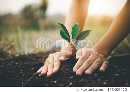 Two hands of was carrying of potting seedlings to be planted into the soil.- concept love world 106406420