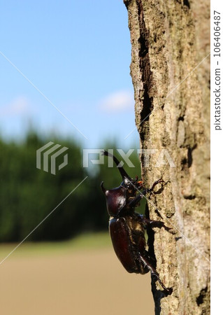 Ecological photos of beetles that live in the Satoyama of Yuzu no Sato Moroyama Town 106406487