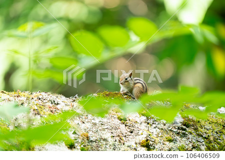 Ezo chipmunk resting on a fallen tree Ezo chipmunk resting on a fallen tree 106406509