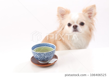 Green tea and cream colored chihuahua on a white table Green tea and cream colored chihuahua on a white table 106406525