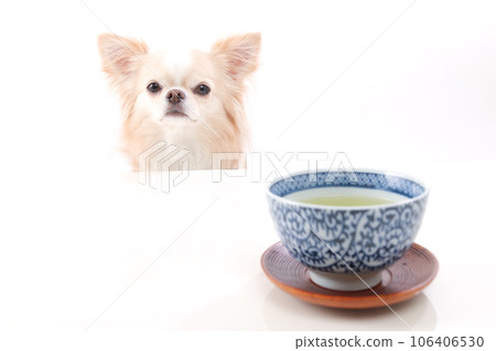 白桌上的綠茶和奶油色吉娃娃 白桌上的綠茶和奶油色吉娃娃 106406530