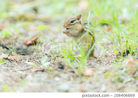 Ezo chipmunk eating food 106406669