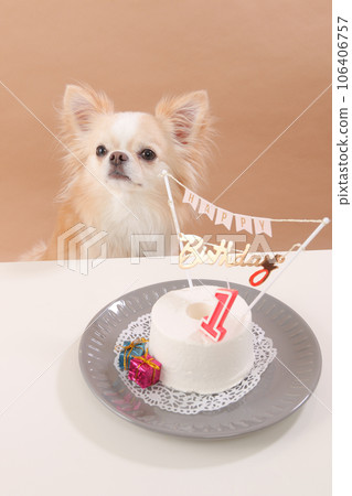 A cream-colored Chihuahua celebrates with a dog birthday cake A cream-colored Chihuahua celebrates with a dog birthday cake 106406757