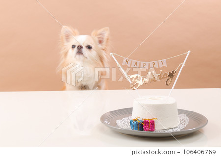 A cream-colored Chihuahua celebrates with a dog birthday cake A cream-colored Chihuahua celebrates with a dog birthday cake 106406769
