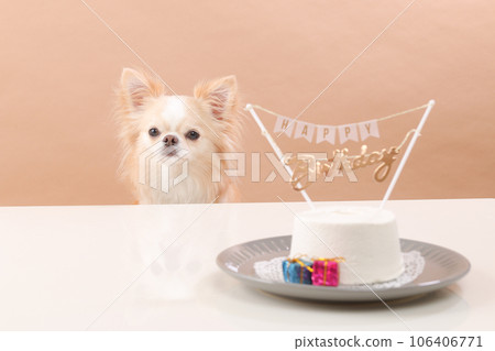 奶油色吉娃娃用狗生日蛋糕慶祝 奶油色吉娃娃用狗生日蛋糕慶祝 106406771