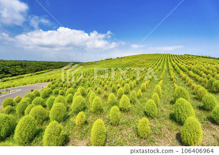 Hitachi Seaside Park in summer, lots of green kochia, Hitachinaka City, Ibaraki Prefecture 106406964