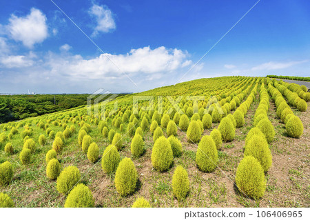 茨城縣常陸那珂市夏季的常陸海濱公園,綠油油的地膚 茨城縣常陸那珂市夏季的常陸海濱公園,綠油油的地膚 106406965