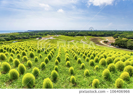 茨城縣常陸那珂市夏季的常陸海濱公園,綠油油的地膚 茨城縣常陸那珂市夏季的常陸海濱公園,綠油油的地膚 106406966
