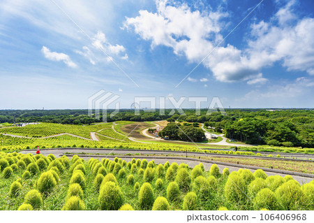 茨城縣常陸那珂市夏季的常陸海濱公園，綠油油的地膚 106406968