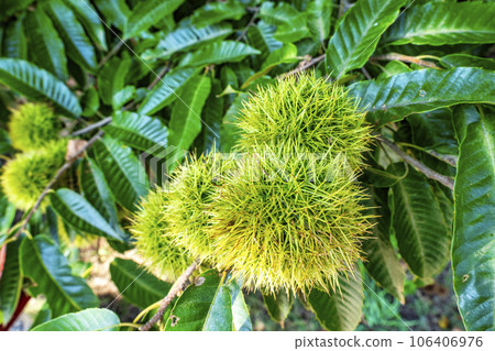 茨城縣常陸那珂市夏季的日立海濱公園,栗子茂盛 茨城縣常陸那珂市夏季的日立海濱公園,栗子茂盛 106406976