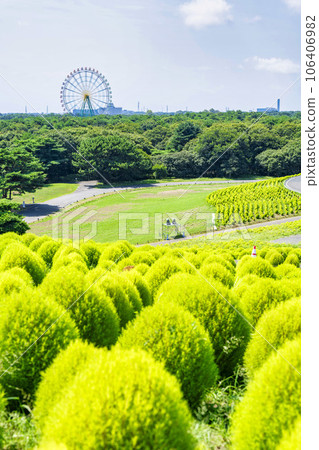 Hitachi Seaside Park in summer, lots of green kochia, Hitachinaka City, Ibaraki Prefecture Hitachi Seaside Park in summer, lots of green kochia, Hitachinaka City, Ibaraki Prefecture 106406982