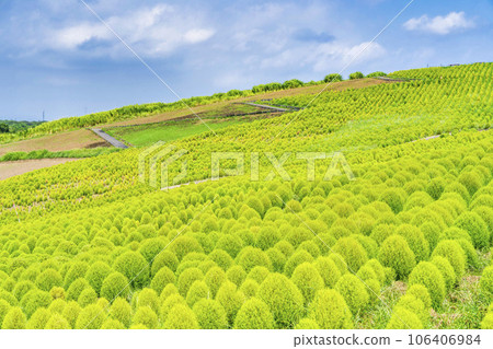 Hitachi Seaside Park in summer, lots of green kochia, Hitachinaka City, Ibaraki Prefecture 106406984