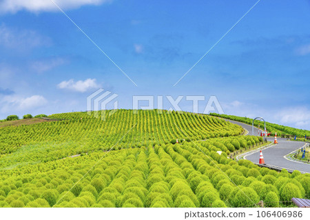 Hitachi Seaside Park in summer, lots of green kochia, Hitachinaka City, Ibaraki Prefecture 106406986