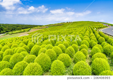Hitachi Seaside Park in summer, lots of green kochia, Hitachinaka City, Ibaraki Prefecture Hitachi Seaside Park in summer, lots of green kochia, Hitachinaka City, Ibaraki Prefecture 106406993
