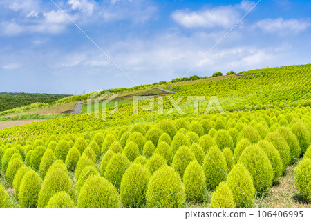 茨城縣常陸那珂市夏季的常陸海濱公園，綠油油的地膚 106406995