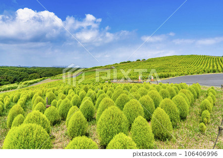 茨城縣常陸那珂市夏季的常陸海濱公園,綠油油的地膚 茨城縣常陸那珂市夏季的常陸海濱公園,綠油油的地膚 106406996