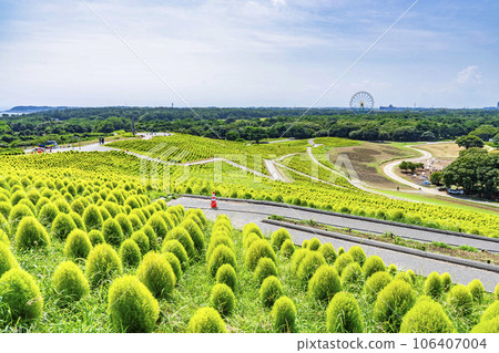 Hitachi Seaside Park in summer, lots of green kochia, Hitachinaka City, Ibaraki Prefecture 106407004