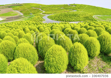 茨城縣常陸那珂市夏季的常陸海濱公園,綠油油的地膚 茨城縣常陸那珂市夏季的常陸海濱公園,綠油油的地膚 106407036