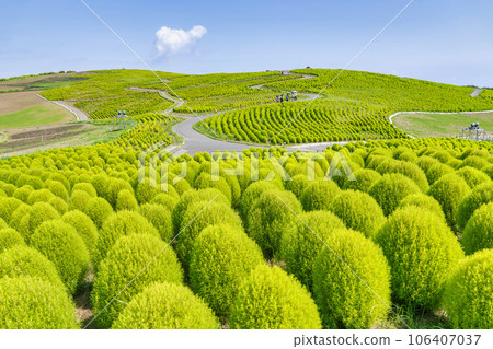 茨城縣常陸那珂市夏季的常陸海濱公園,綠油油的地膚 茨城縣常陸那珂市夏季的常陸海濱公園,綠油油的地膚 106407037