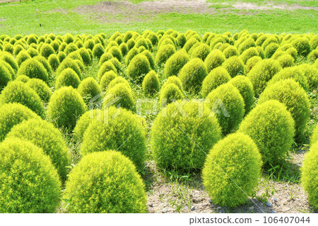 Hitachi Seaside Park in summer, lots of green kochia, Hitachinaka City, Ibaraki Prefecture Hitachi Seaside Park in summer, lots of green kochia, Hitachinaka City, Ibaraki Prefecture 106407044