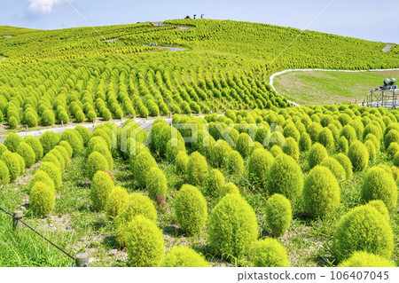 Hitachi Seaside Park in summer, lots of green kochia, Hitachinaka City, Ibaraki Prefecture Hitachi Seaside Park in summer, lots of green kochia, Hitachinaka City, Ibaraki Prefecture 106407045