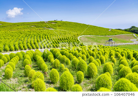Hitachi Seaside Park in summer, lots of green kochia, Hitachinaka City, Ibaraki Prefecture Hitachi Seaside Park in summer, lots of green kochia, Hitachinaka City, Ibaraki Prefecture 106407046