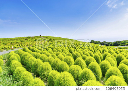 Hitachi Seaside Park in summer, lots of green kochia, Hitachinaka City, Ibaraki Prefecture 106407055