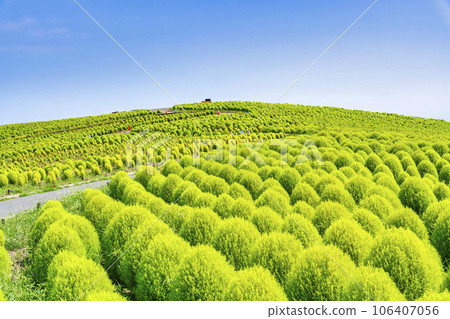 Hitachi Seaside Park in summer, lots of green kochia, Hitachinaka City, Ibaraki Prefecture 106407056