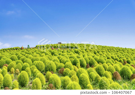 Hitachi Seaside Park in summer, lots of green kochia, Hitachinaka City, Ibaraki Prefecture 106407067