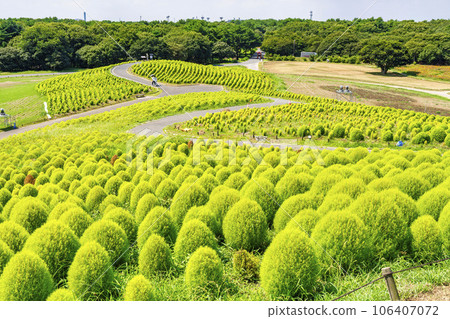 Hitachi Seaside Park in summer, lots of green kochia, Hitachinaka City, Ibaraki Prefecture 106407072