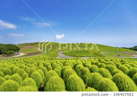 Hitachi Seaside Park in summer, lots of green kochia, Hitachinaka City, Ibaraki Prefecture Hitachi Seaside Park in summer, lots of green kochia, Hitachinaka City, Ibaraki Prefecture 106407081