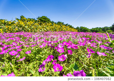 Hitachi Seaside Park in summer, lots of petunias in bloom, Hitachinaka City, Ibaraki Prefecture Hitachi Seaside Park in summer, lots of petunias in bloom, Hitachinaka City, Ibaraki Prefecture 106407082