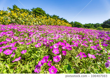 Hitachi Seaside Park in summer, lots of petunias in bloom, Hitachinaka City, Ibaraki Prefecture Hitachi Seaside Park in summer, lots of petunias in bloom, Hitachinaka City, Ibaraki Prefecture 106407083