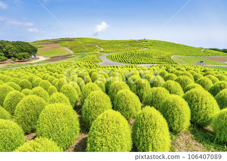 Hitachi Seaside Park in summer, lots of green kochia, Hitachinaka City, Ibaraki Prefecture 106407089