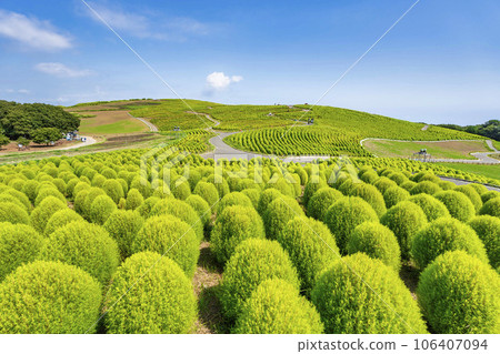 茨城縣常陸那珂市夏季的常陸海濱公園，綠油油的地膚 106407094