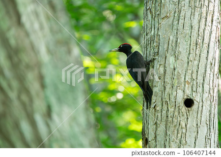 A male black woodpecker perched on a tree with fresh greenery in the background 106407144