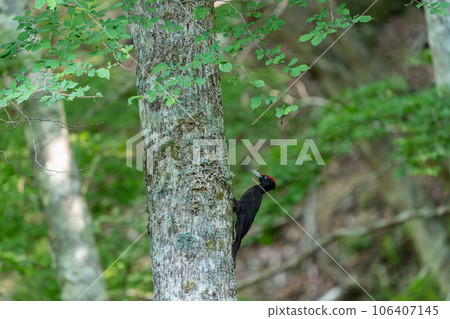 A male black woodpecker perched on a tree with fresh greenery in the background A male black woodpecker perched on a tree with fresh greenery in the background 106407145
