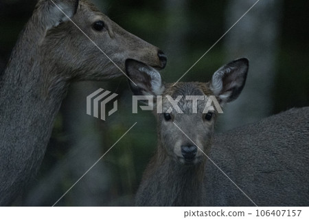 Sika deer in a dark damp forest Sika deer in a dark damp forest 106407157