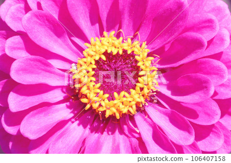 Pink zinnia zinnia Pink zinnia zinnia 106407158